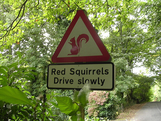 A squirrel fell into a convertible, causing its driver to panic and crash.