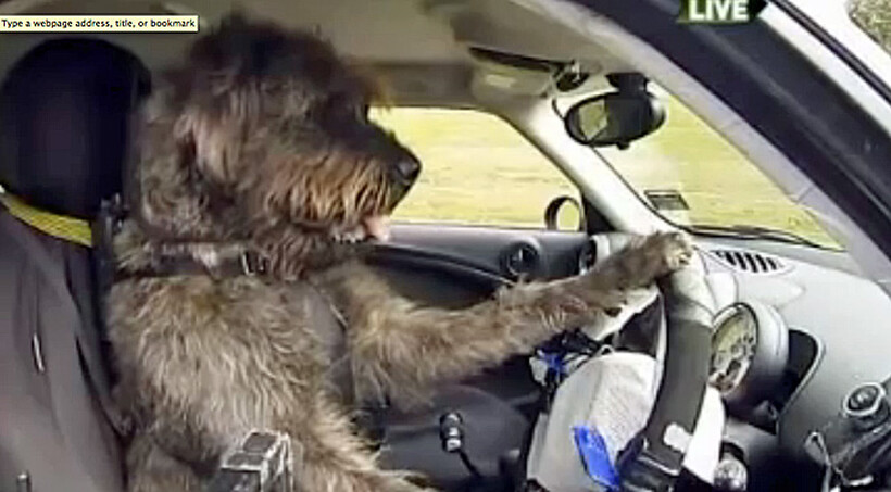 Driving dogs: best thing ever, or most terrifying development in the history of the planet?