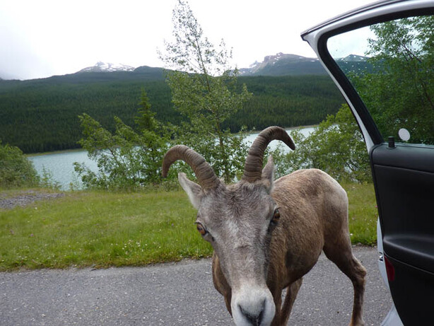 An Indian police officer apprehended a herd of goats after they damaged his patrol car.