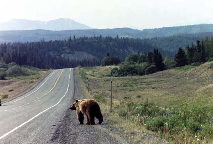 Why did the bear cross the road? We