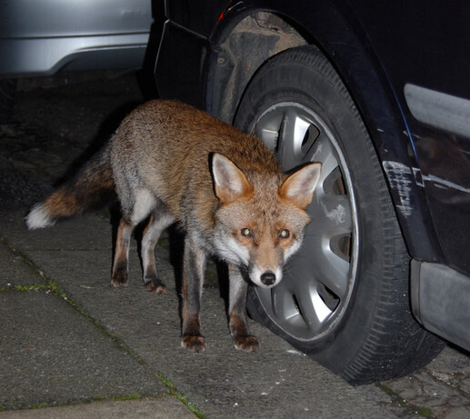 Urban foxes: Is there nothing they won