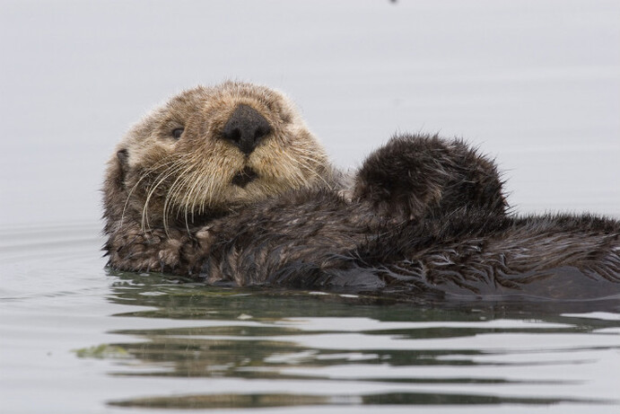 Motorists have been warned to watch out for otters
