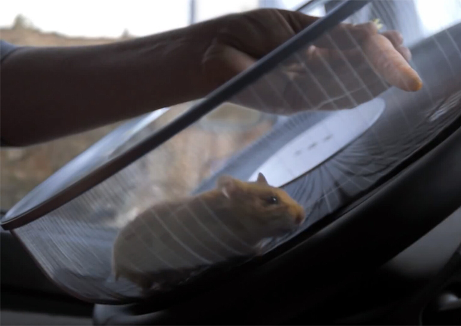 Hamster drives 15-tonne lorry along dangerous quarry path