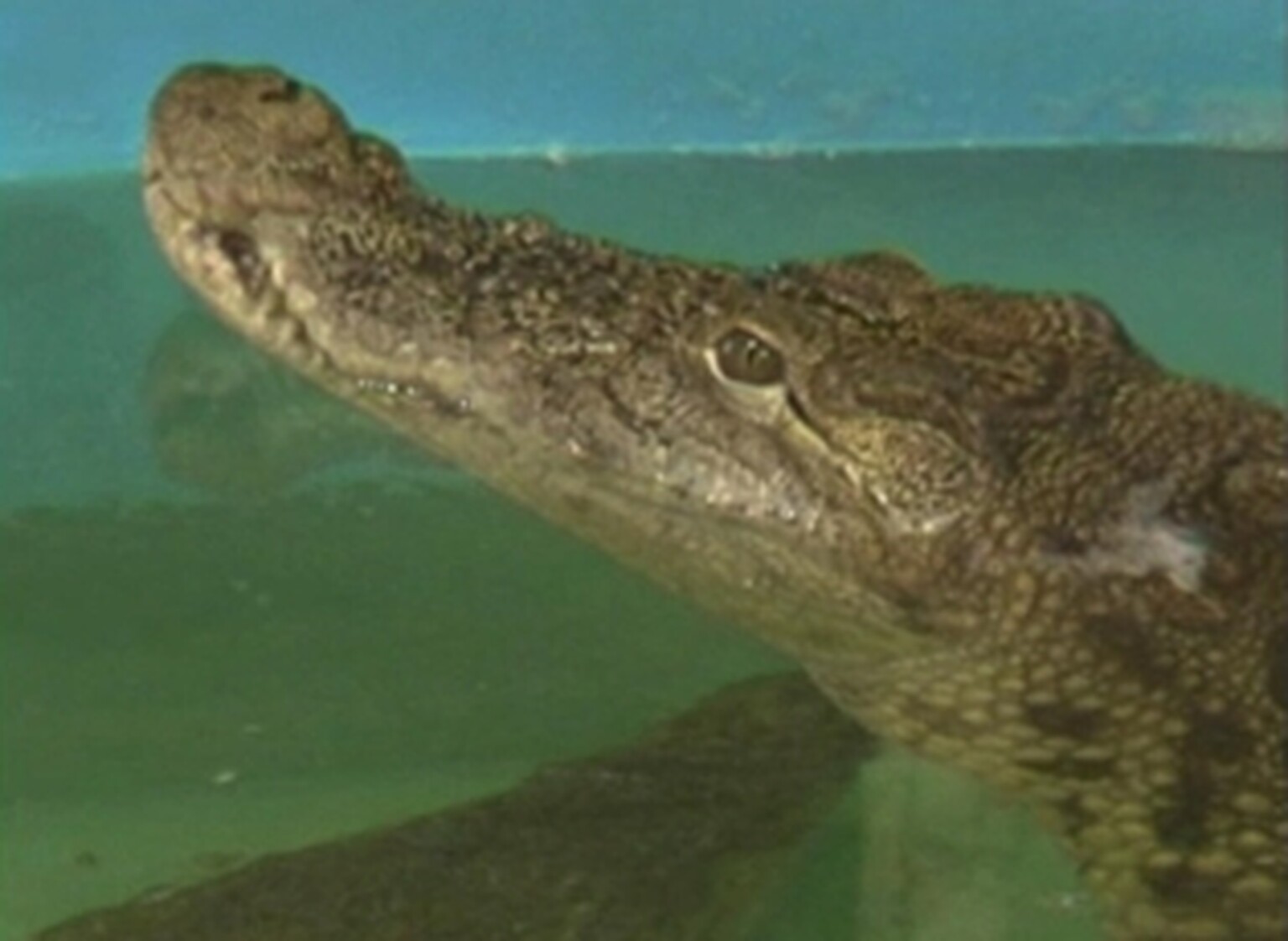 Crocodile doesn’t find Nokia phone hard to swallow, but does give it stomach ache