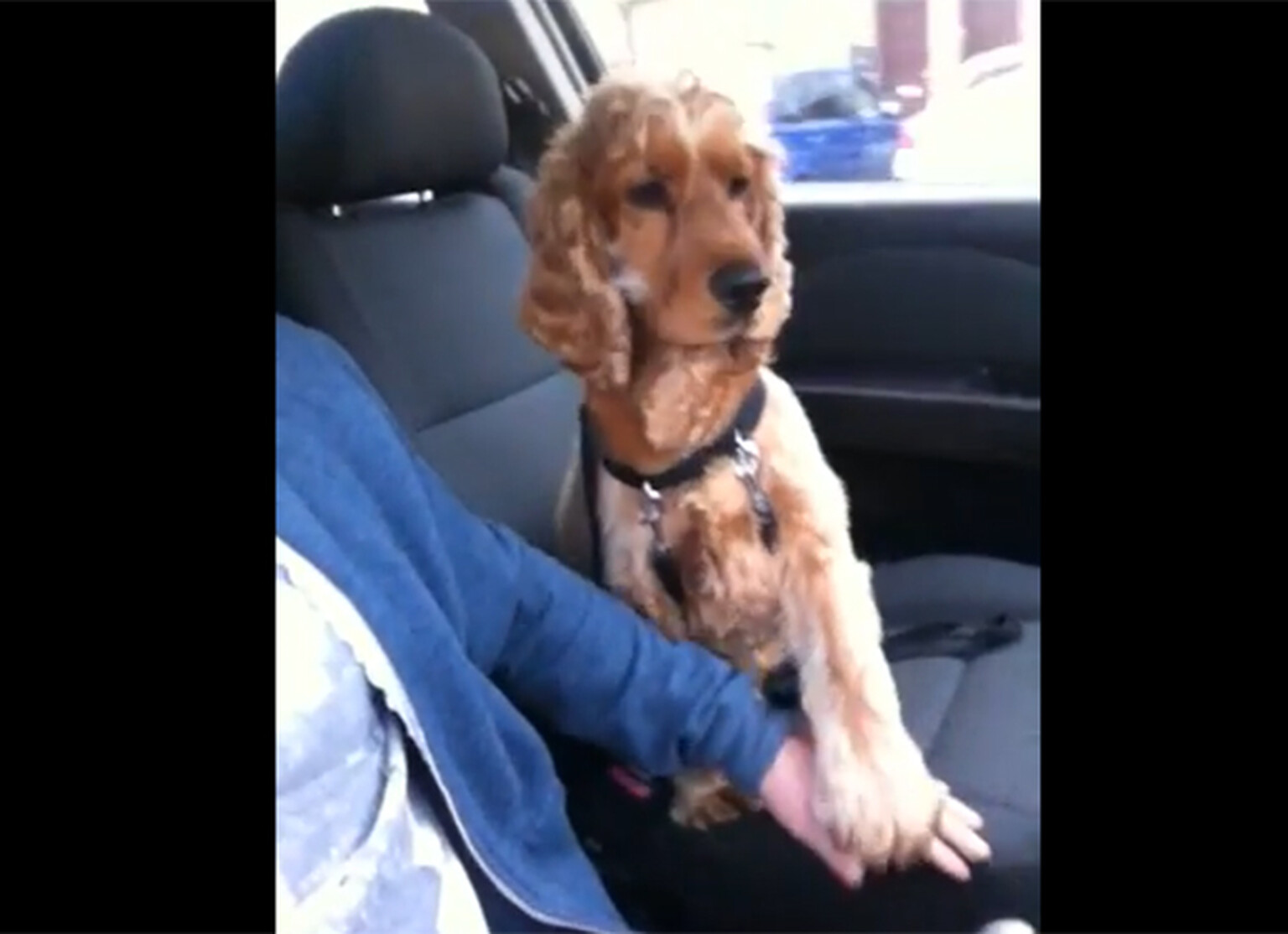 Dog holds owner's hand for reassurance in car