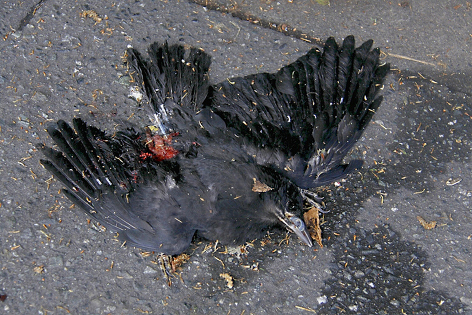 Brits should eat roadkill, says president of RSPB