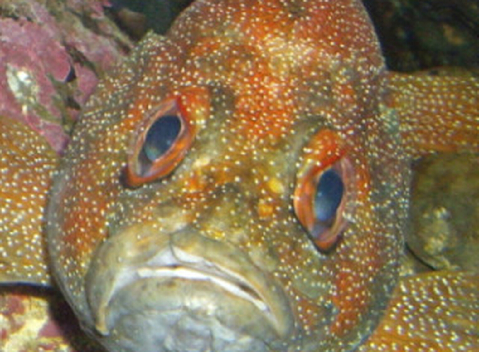FishWatch lets you spy on your aquarium using your iPhone or iPad