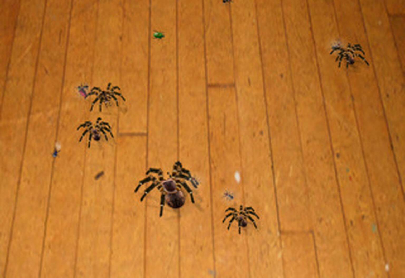 Amazing Spiders invading your iPad... in HD!