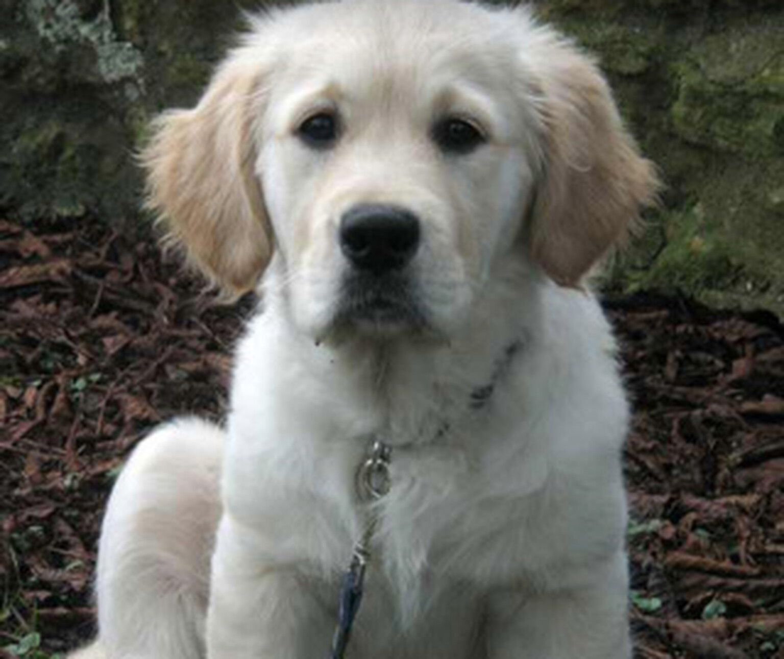 Pedlars Dog of the Week comes to iPhone