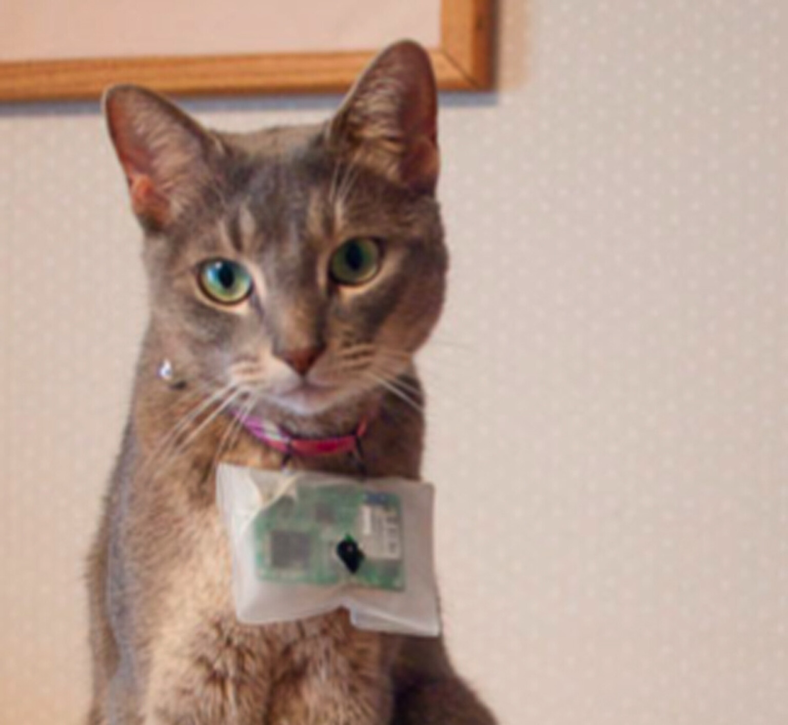 Rekimoto Lab: Mobile innovations and cats that go tweet