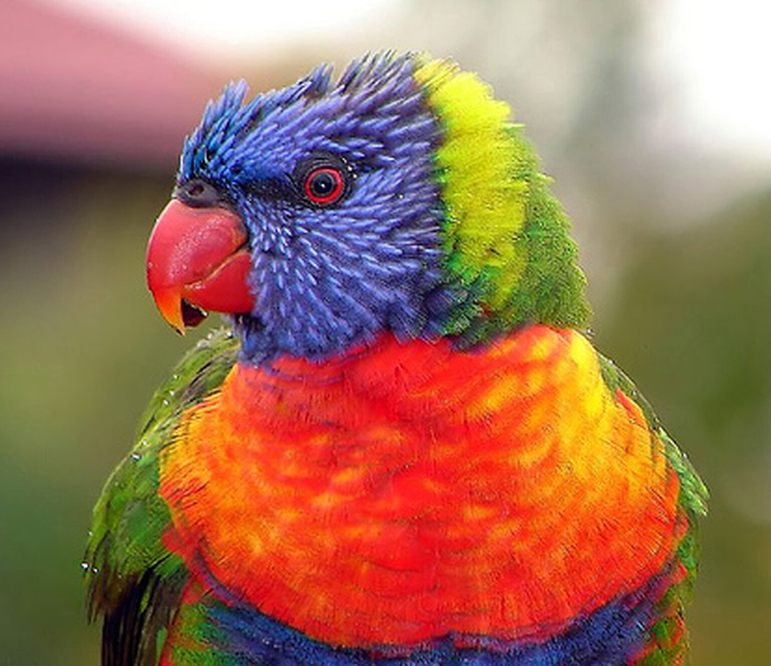 Call of the wild: Australian parrot mimics ring tones