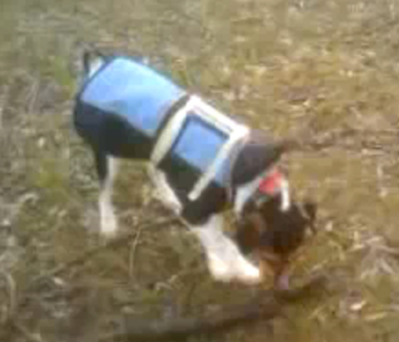 Solar dog: Man charges phone using a solar panel and his dog