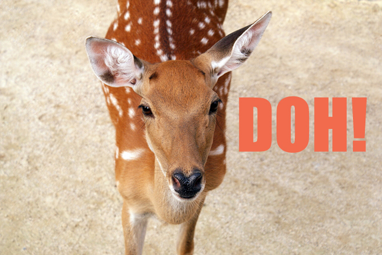 Talk about unlucky! Car hits deer, which then hits jogger