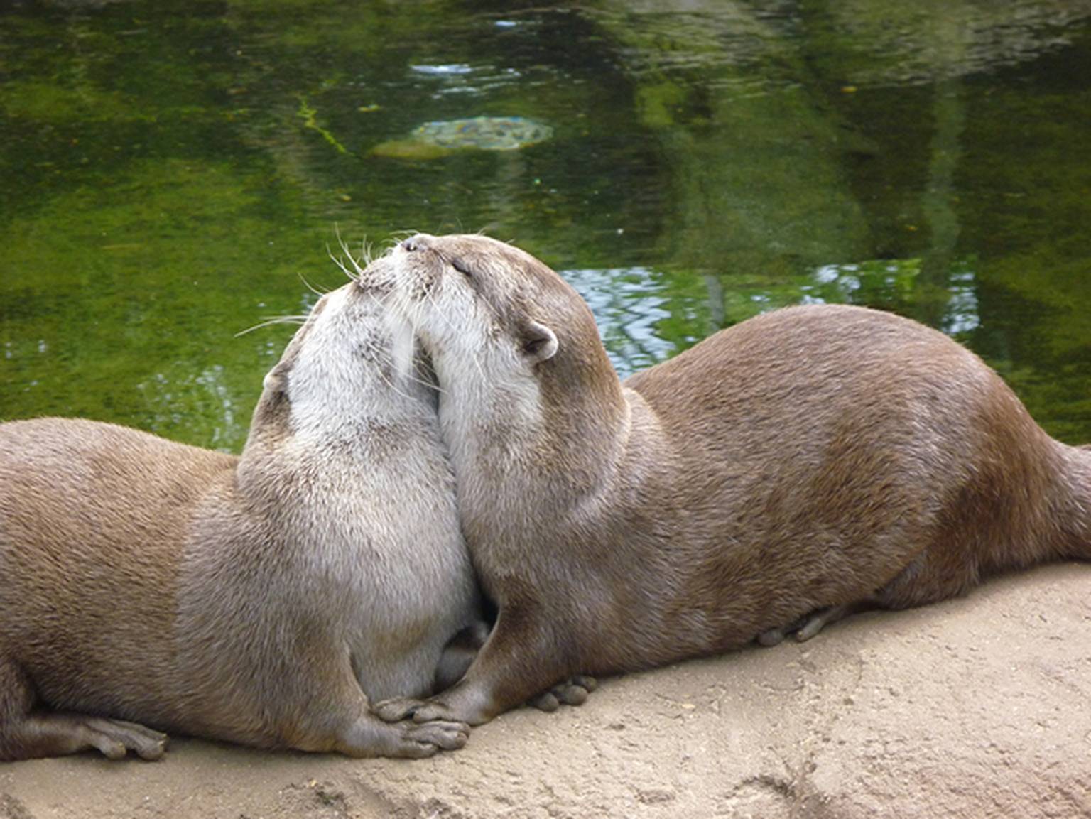 London Zoo streams live otter cam in TV white space broadband trial