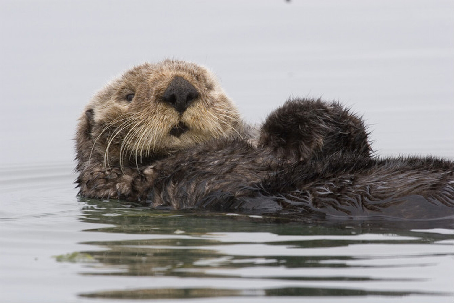 Police warn of jaywalking otters