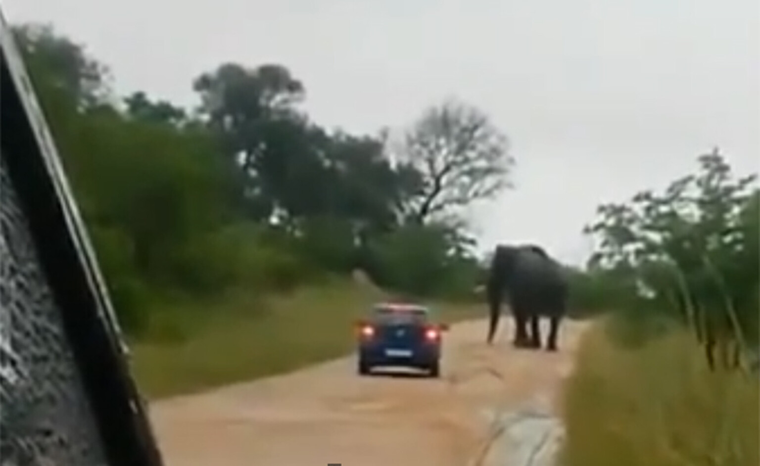Angry elephant caught overturning VW in Kruger Park
