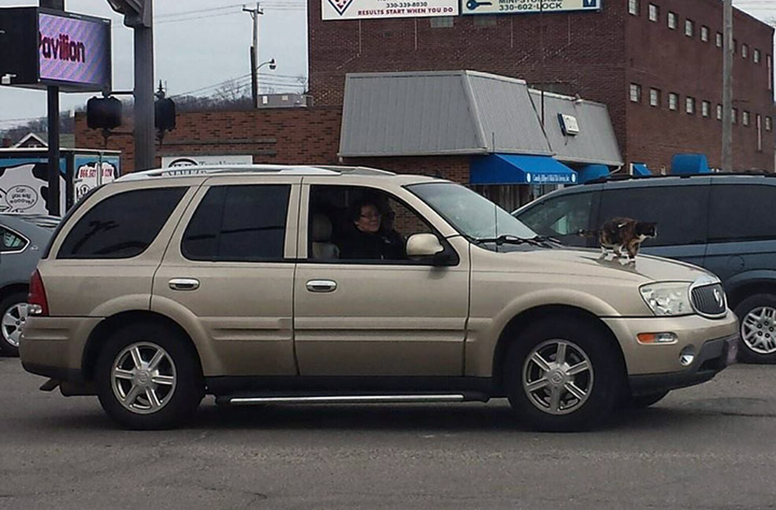 Elderly woman upsets internet after driving around with cat tied to the bonnet