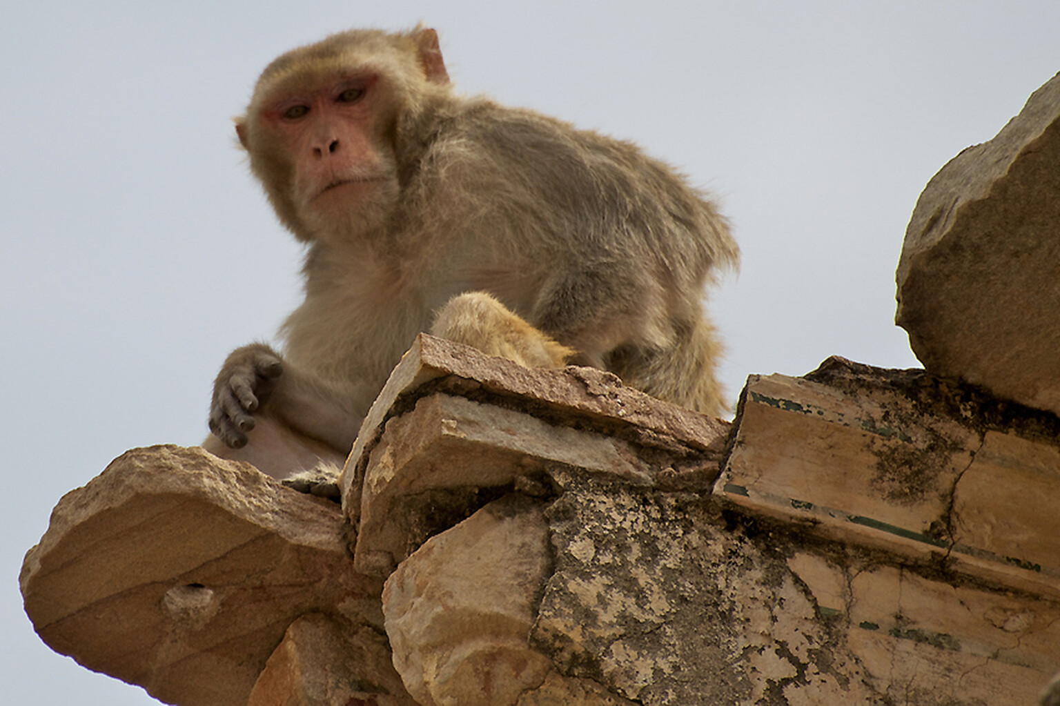 Cheeky monkeys eat up India's superfast broadband efforts