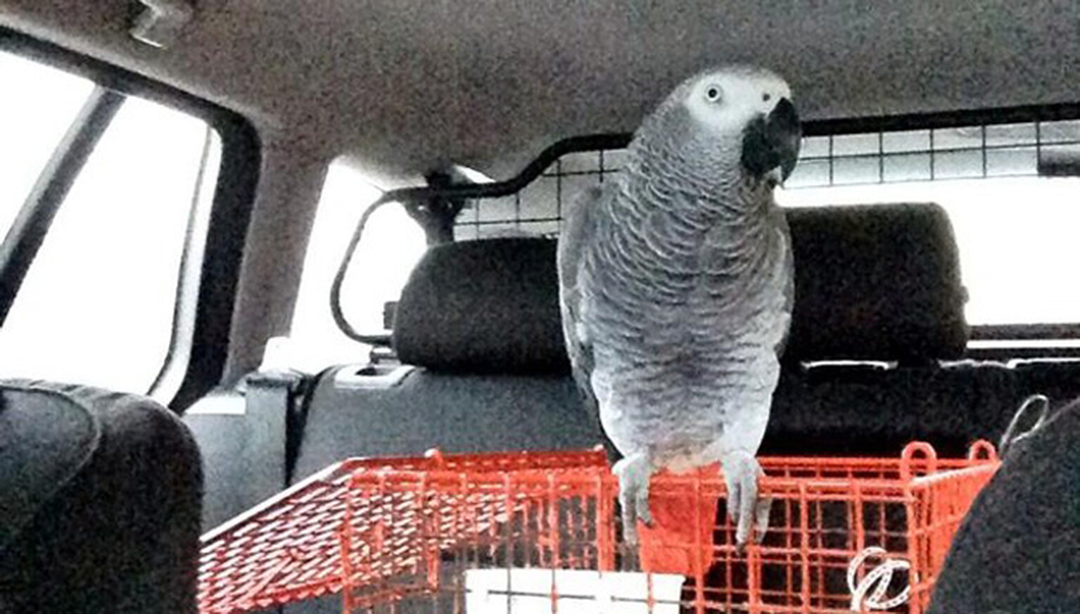 Police catch learner driver being supervised by a parrot