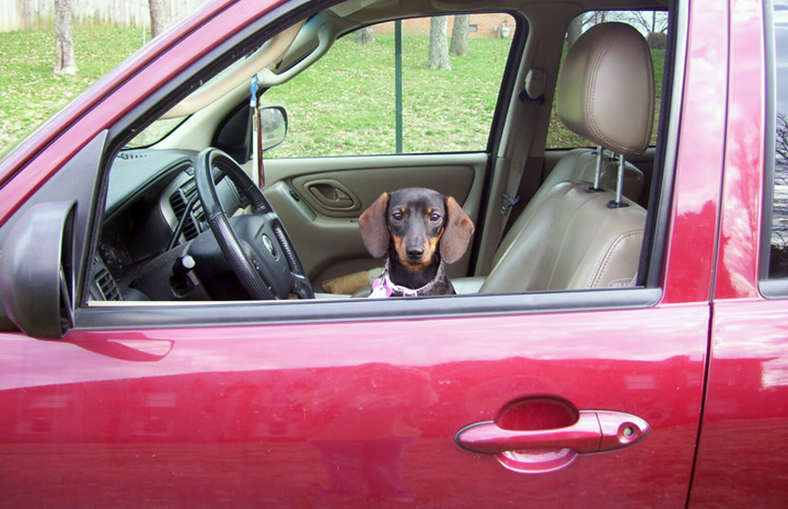 Army veteran arrested for saving dog from hot car