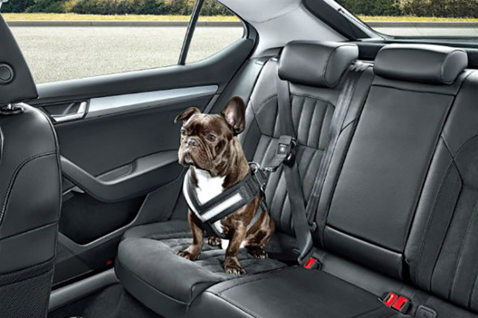 Barking mad: Skoda creates seatbelt for dogs