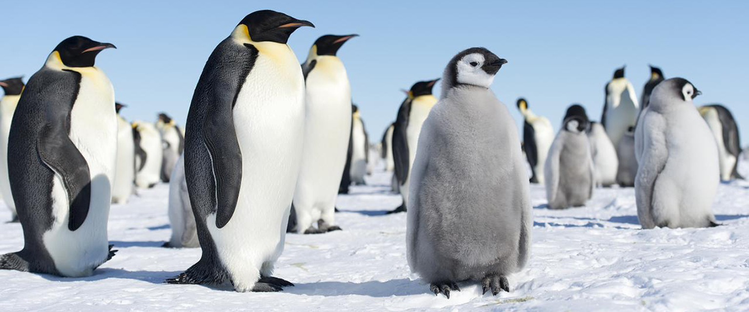 Londoners can p-p-pick up Penguin book extracts on the tube with Virgin Media