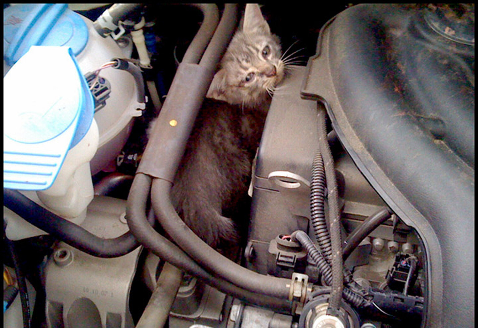 Cat survives 160-mile journey in an engine bay