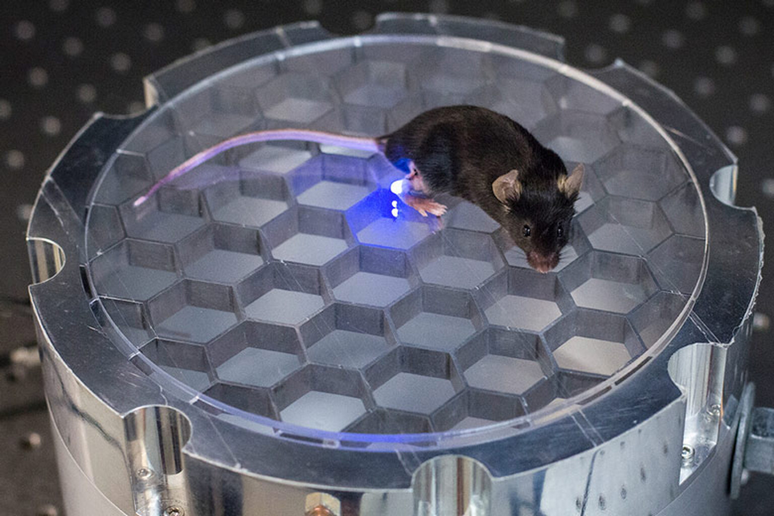 Watch wireless charging technology control the mind of a mouse