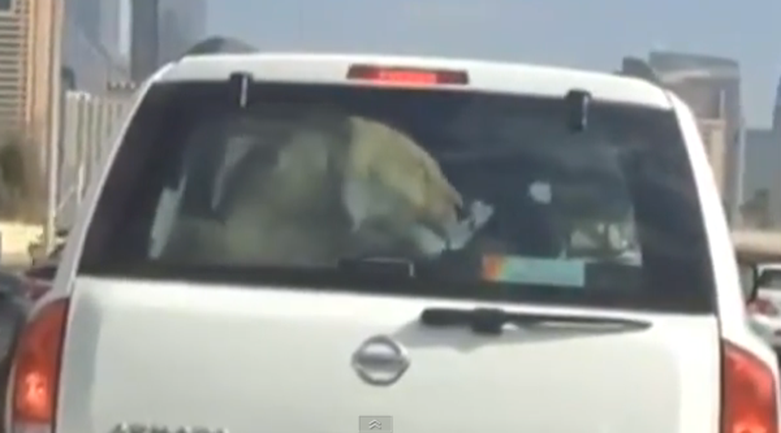 Driver caught taking pet lion for a spin