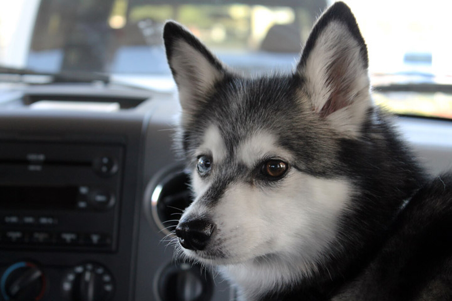 Man caught driving at 145mph with a dog on his lap jailed
