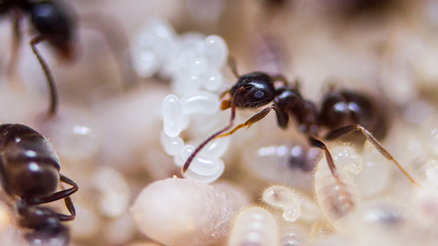 Watch ants get their brains fried by an iPhone 6