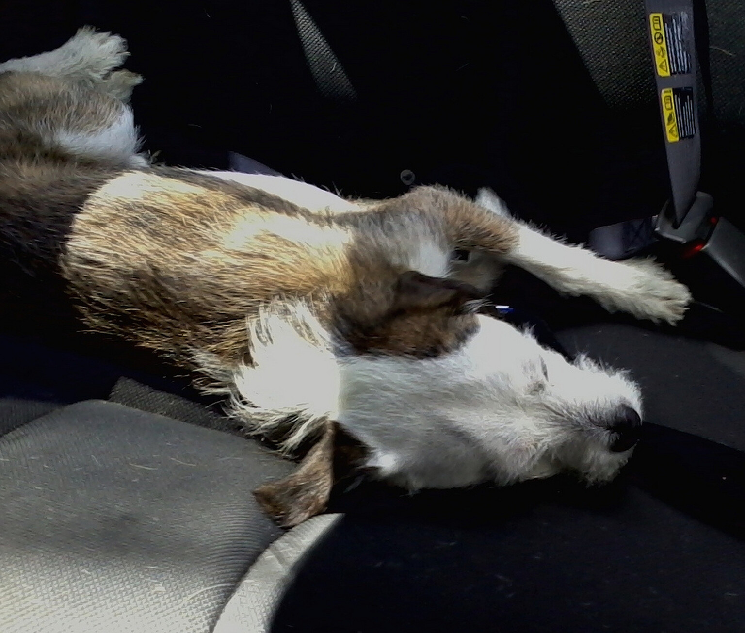 Jack Russell travels 12 miles in engine bay