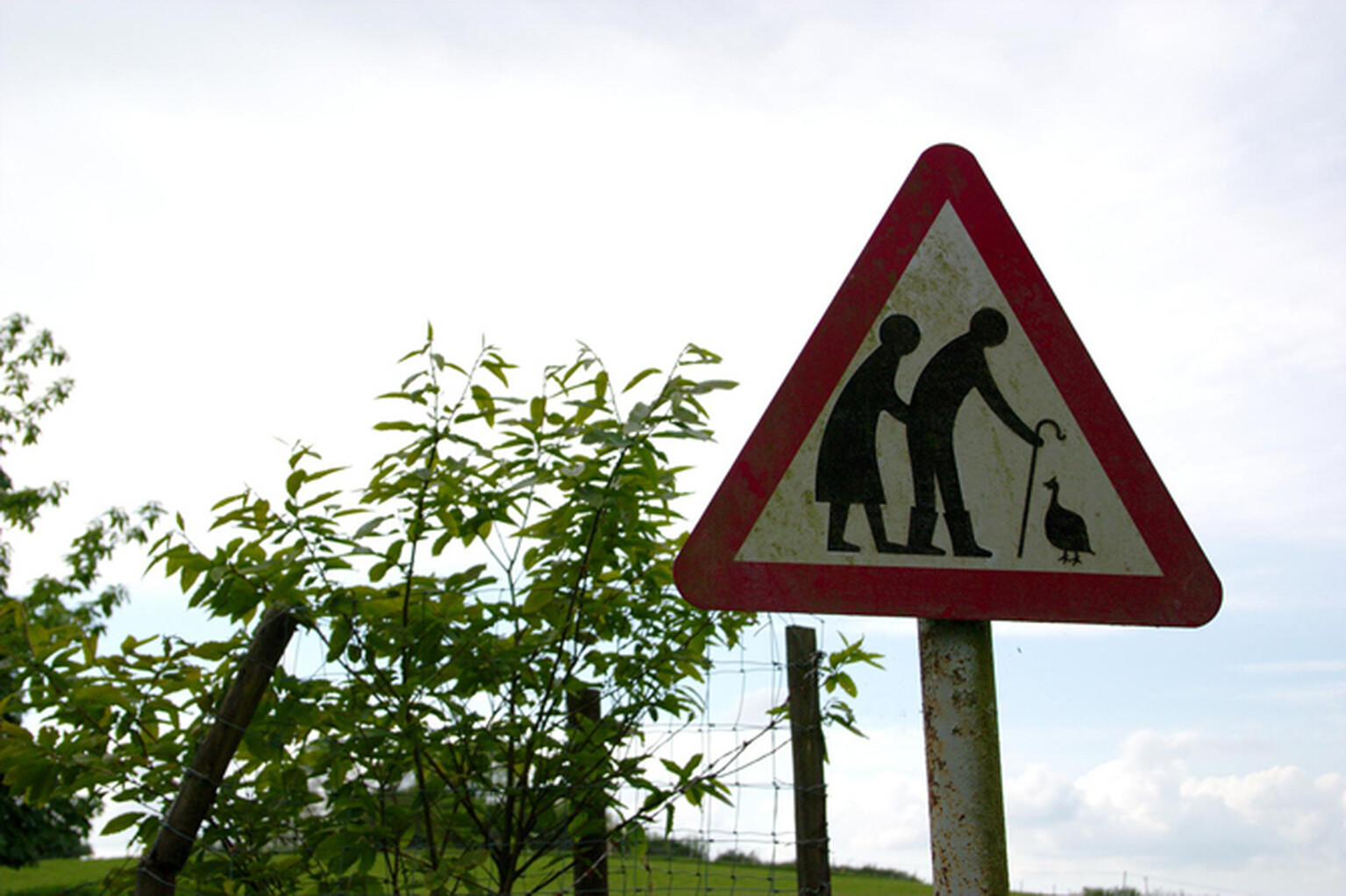 Calls to relax driving licence renewal age