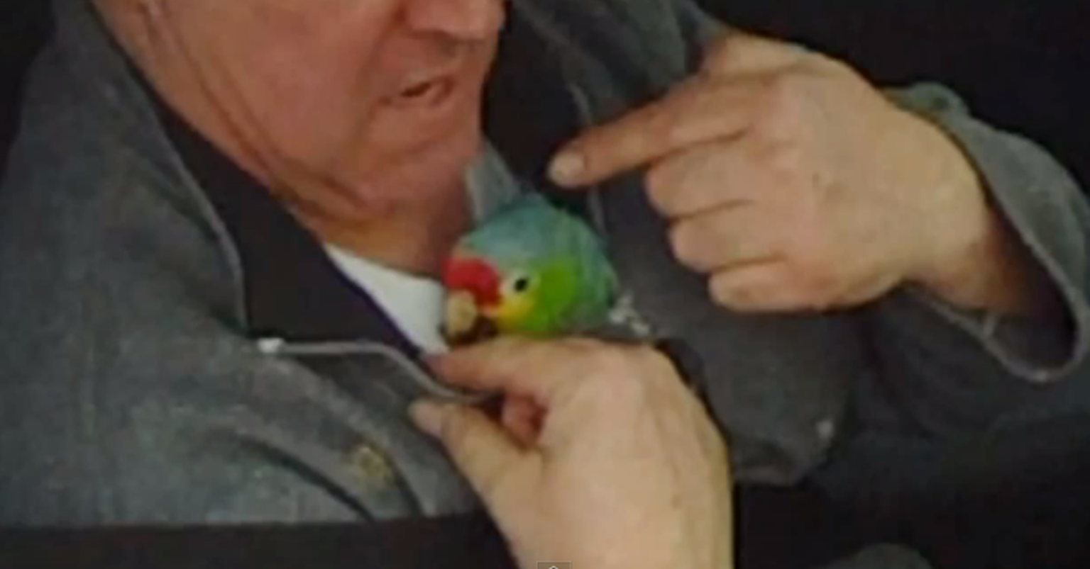 Excuse for cutting up cyclist: “I’ve got a dying parrot in here!”