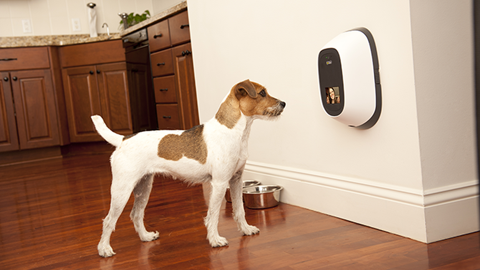PetChatz HD and PawCall lets you Skype your dog. Your cat will remain unimpressed.