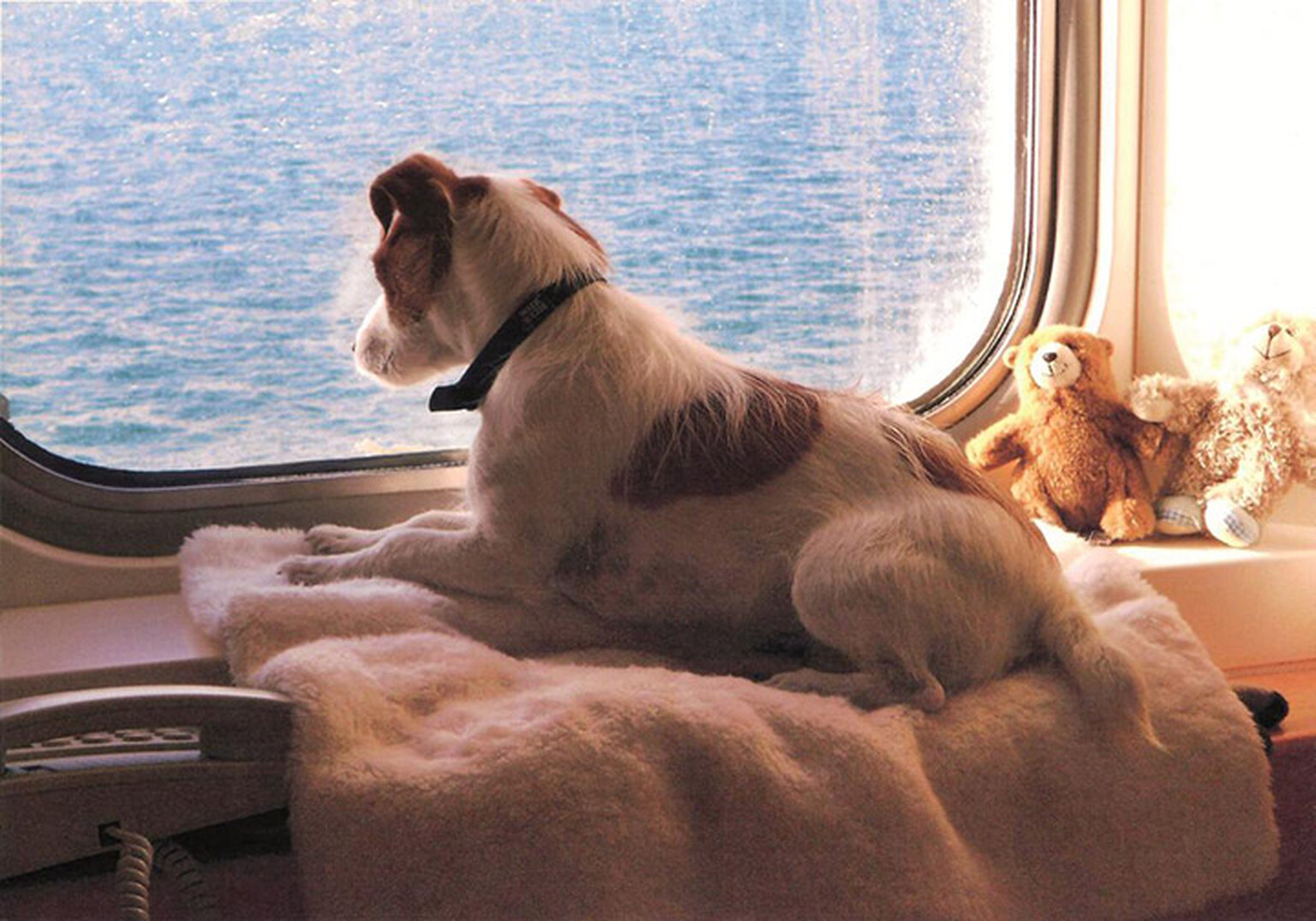 Rise in the number of ferry-goers taking their pets abroad