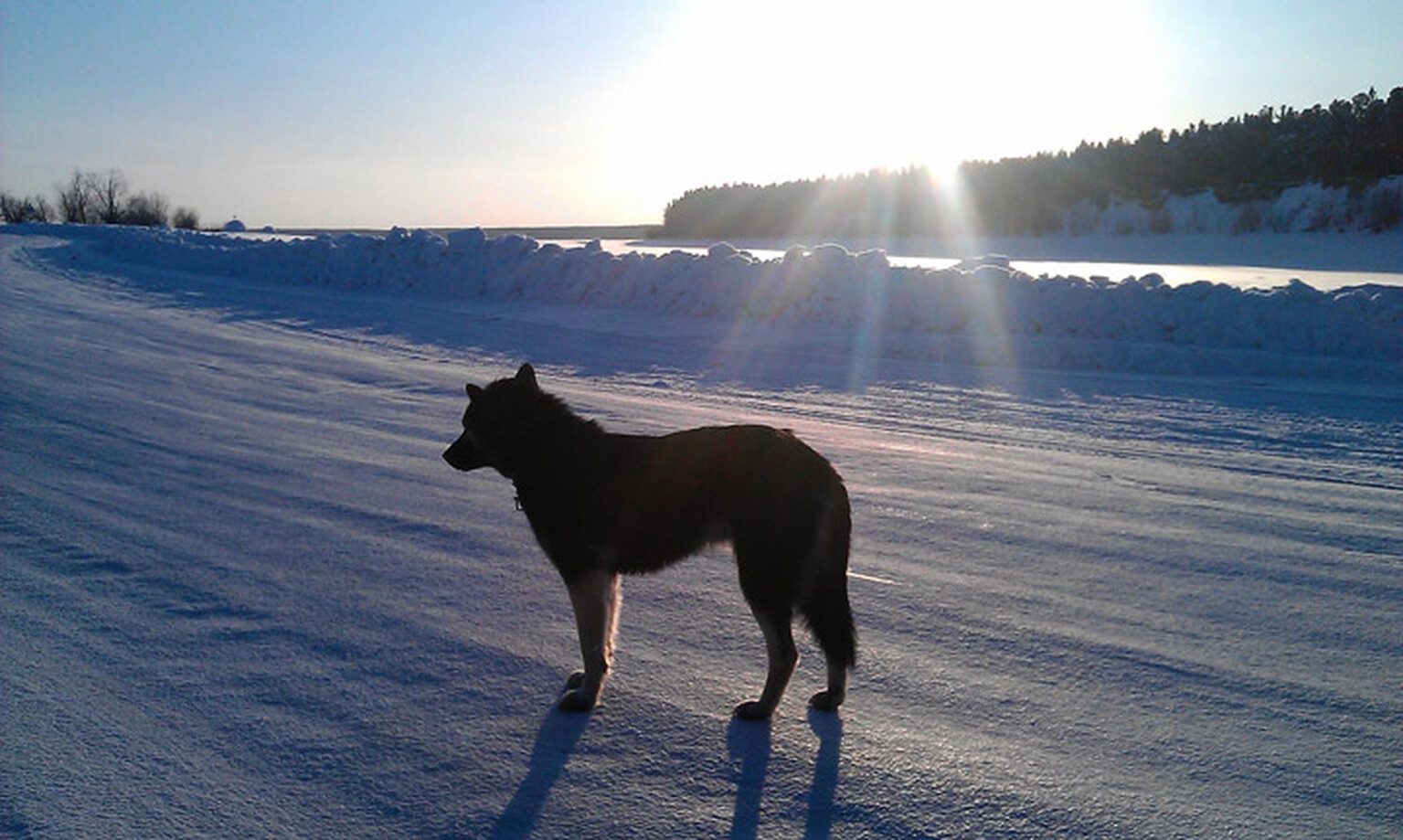 Dog loses owner in crash, waits by the road for 18 months for his return