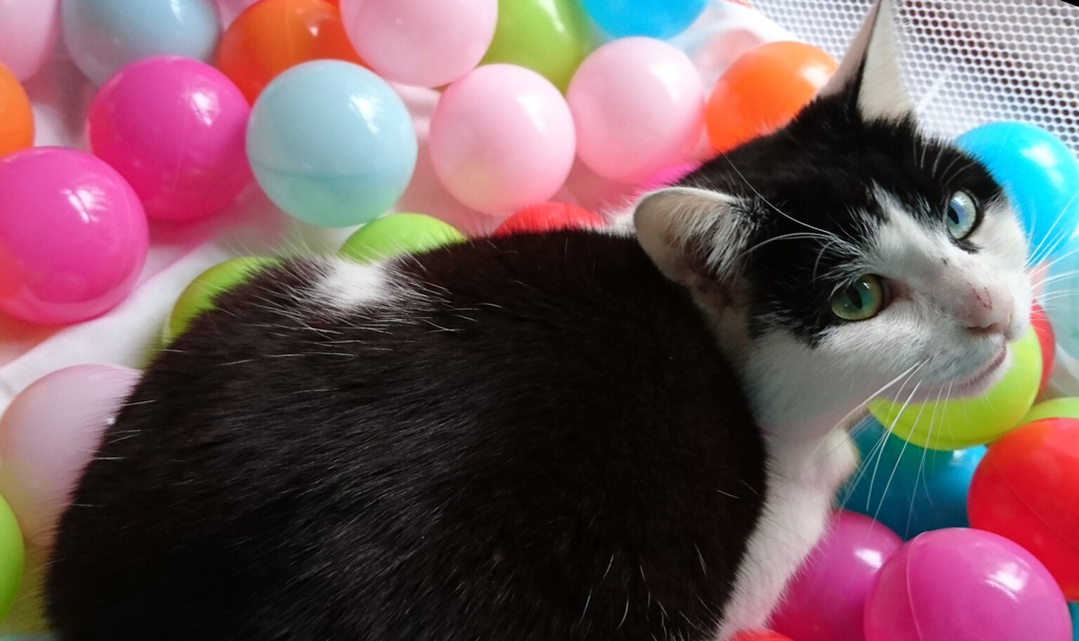 Finally, there's a use for Periscope (and of course it's cats)