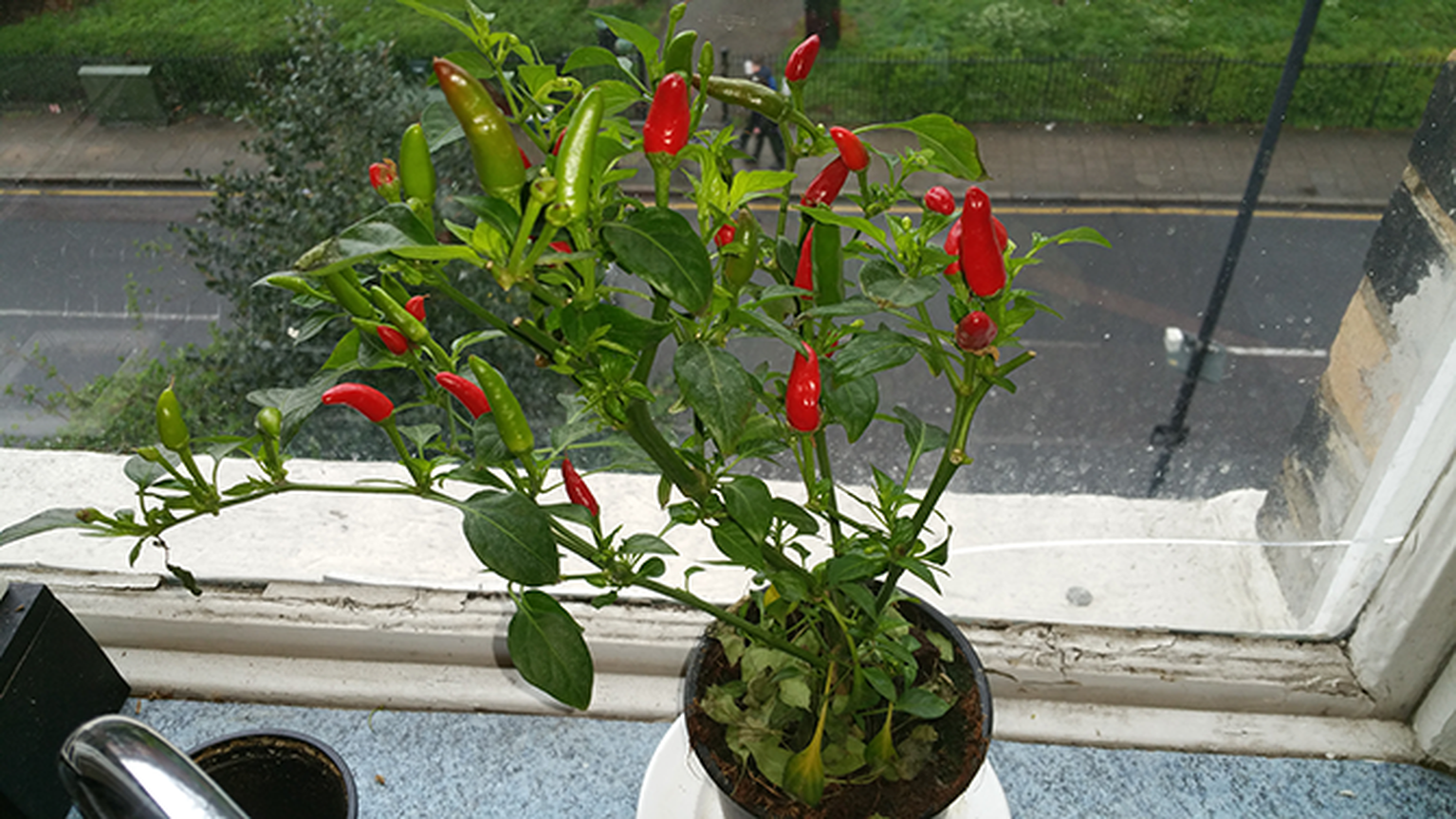 Shazam for plants service Garden Compass hits Android: We go hands on