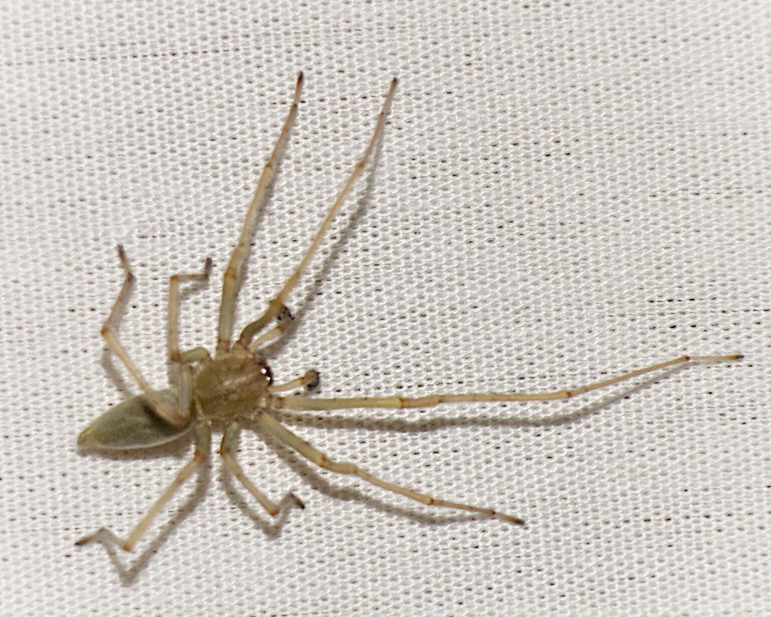 42,000 Mazdas recalled as petrol-sniffing spiders spark fire scare