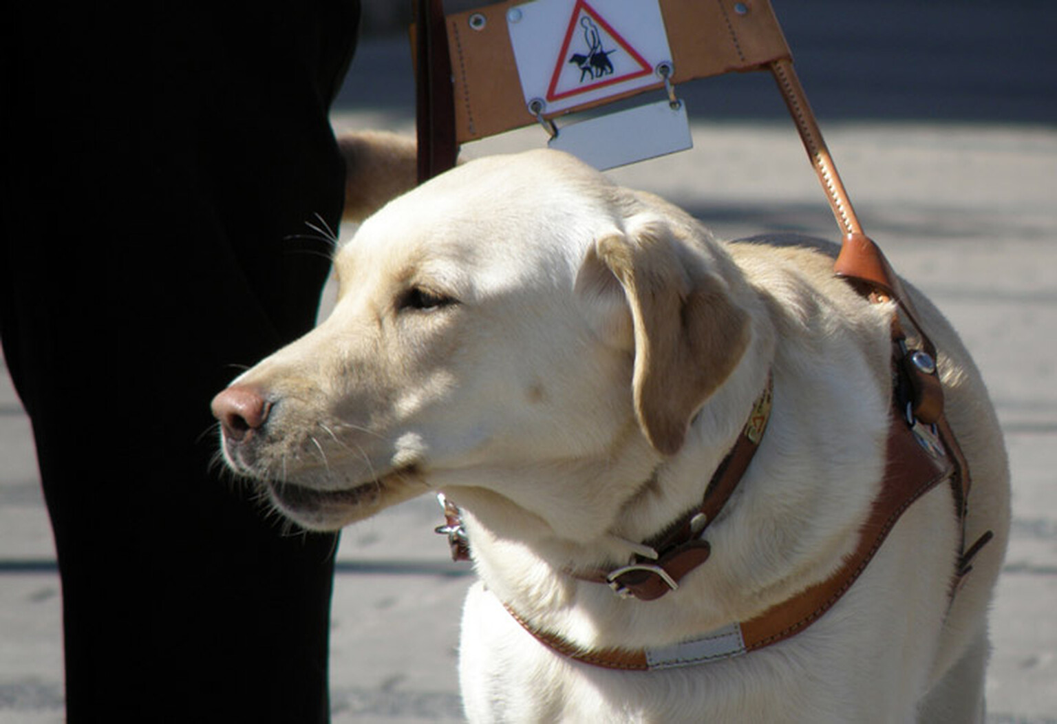 Guide dog owners want tougher penalties for taxi refusals