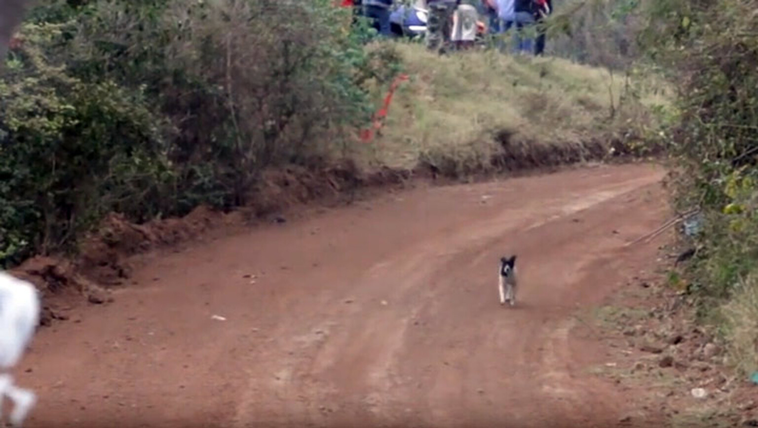 Watch the luckiest dog alive escape four-wheeled rally car death