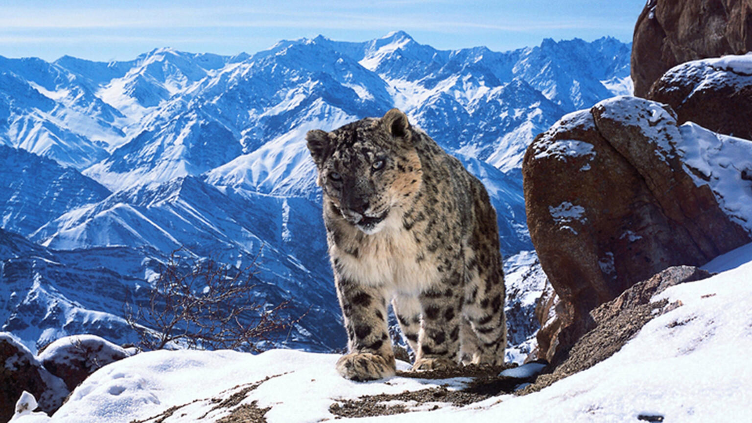 Planet Earth 2: How to watch in 4K right now