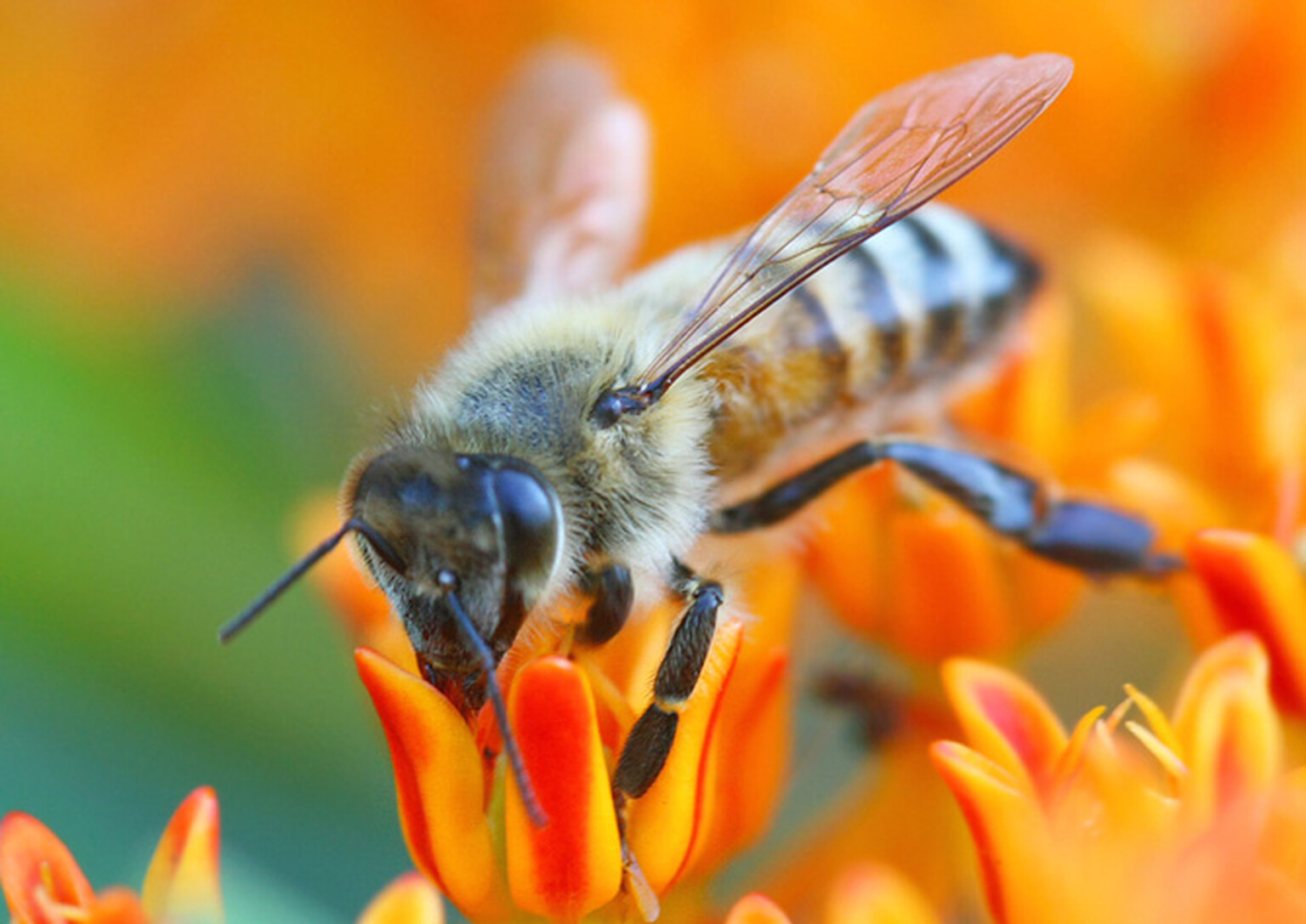 Bees use Nissan Micra as hive