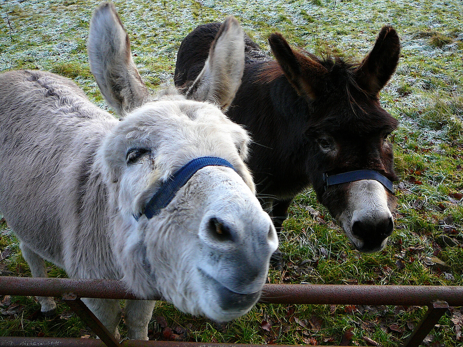 Businessman straps donkeys to Jag after series of breakdowns