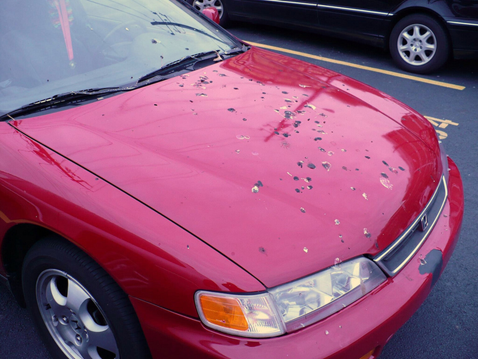 Red cars attract most bird poo