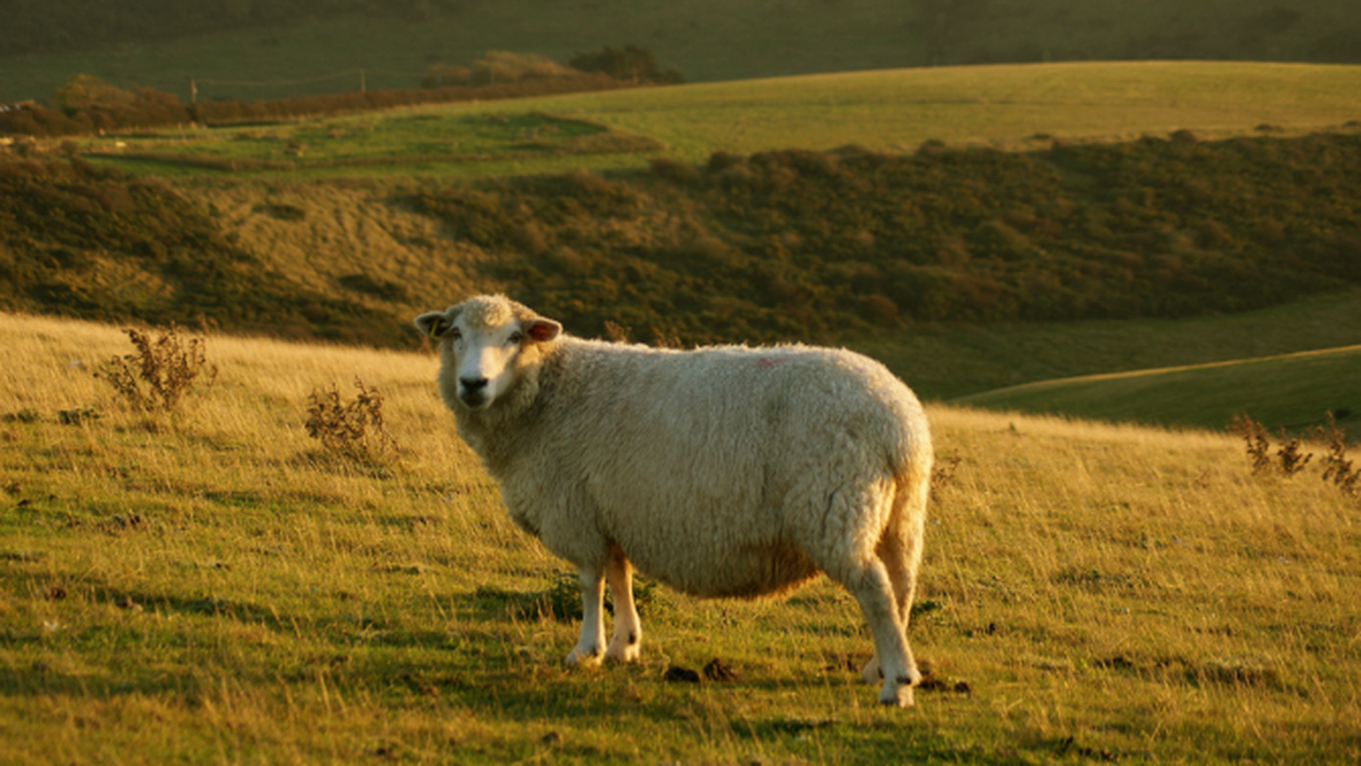 Halt rural broadband cash until BT reveals superfast plans, say MPs