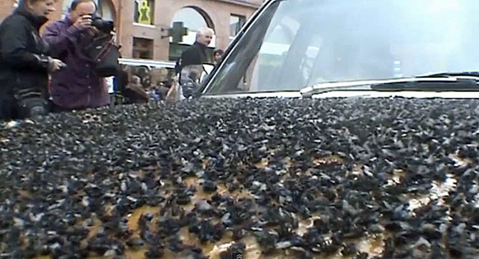 French artist Natacha Mercier covers old Merc in 100,000 dead flies