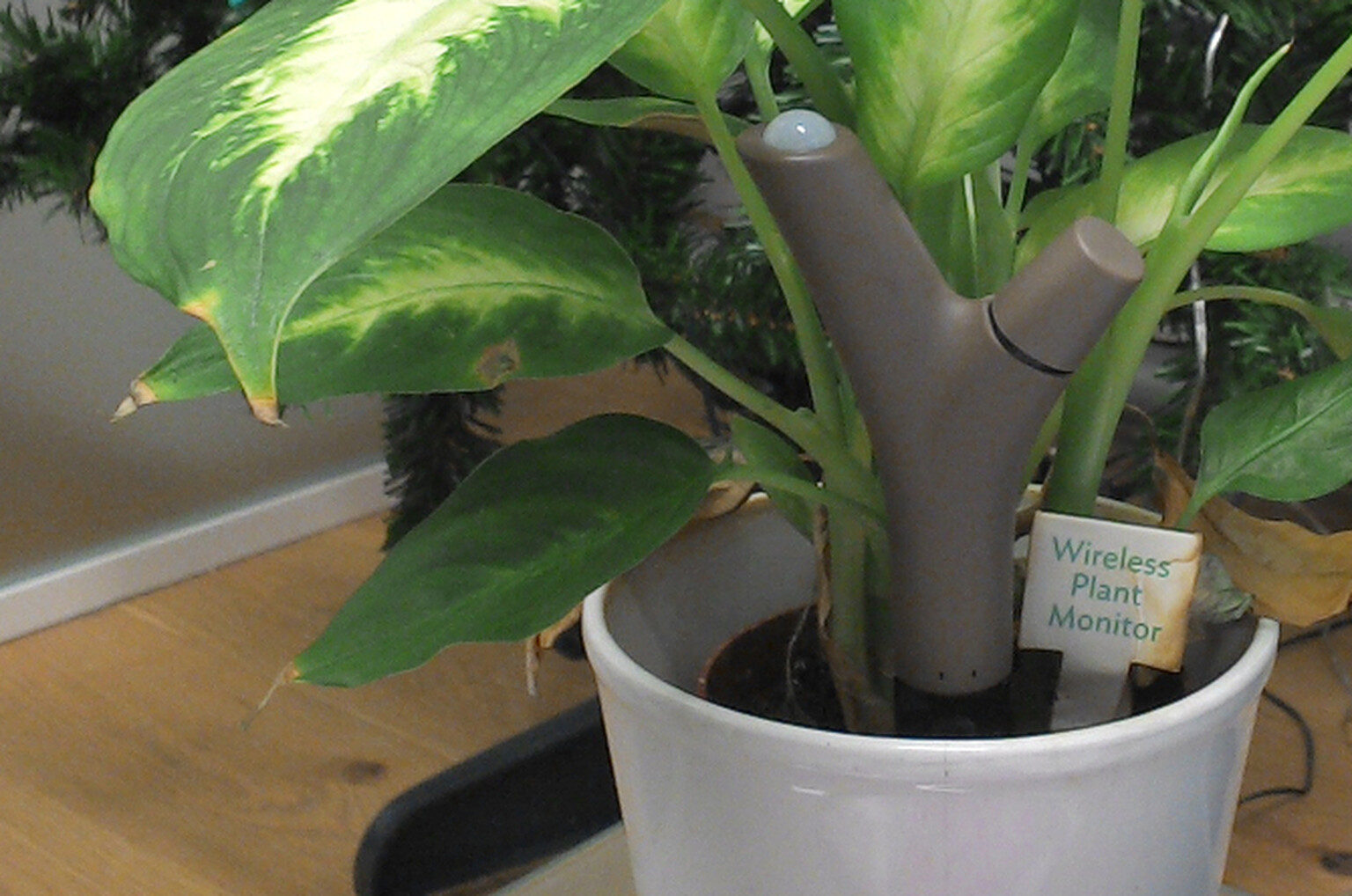 Parrot Flower Power review: wireless plant monitor