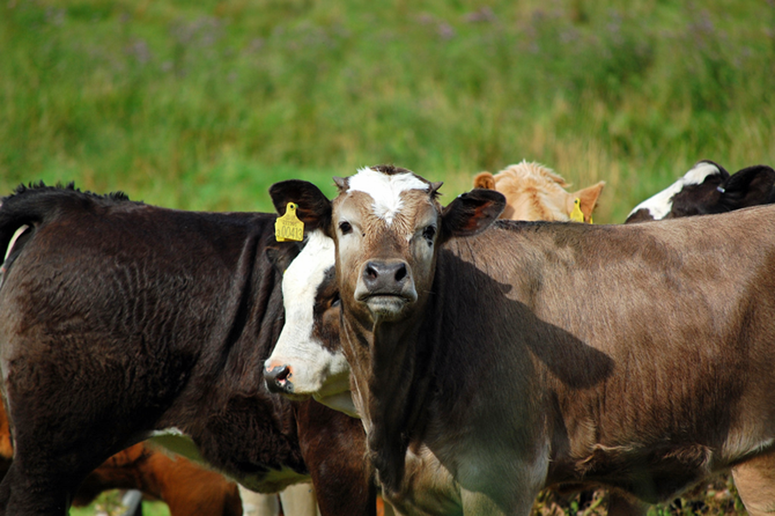 Government urged to reveal extent of BT’s rural broadband rollout